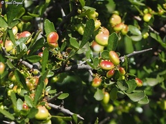 Searsia tripartita