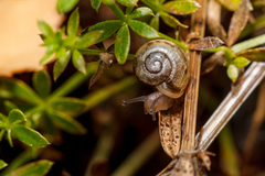 Fruticicola fruticum