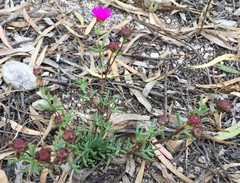 Lampranthus laxifolius