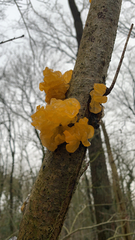 Tremella mesenterica