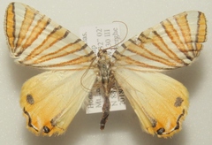 Pityeja histrionaria