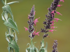 Salvia lanicaulis