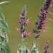 Salvia lanicaulis - Photo (c) Jonathan Newman, algunos derechos reservados (CC BY-NC), uploaded by Jonathan Newman