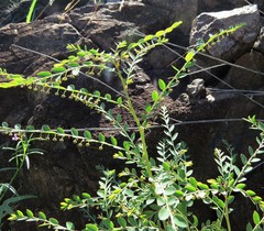 Phyllanthus parvulus
