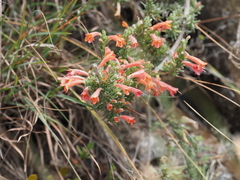 Clinopodium argenteum