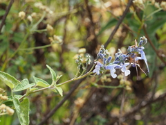 Salvia sagittata