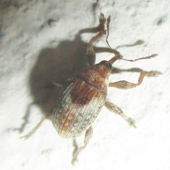 Nanophyinae