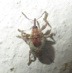 Nanophyinae