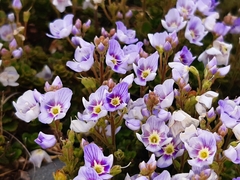 Veronica hookeriana