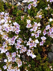 Veronica hookeriana