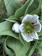 Colchicum palaestinum