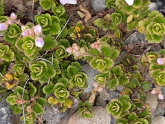 Veronica hookeriana