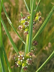 Stenostelma corniculatum