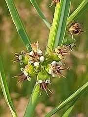 Stenostelma corniculatum