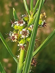 Stenostelma corniculatum