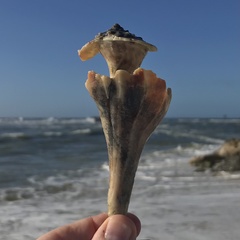 Sinistrofulgur sinistrum