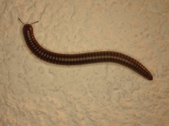 Pachyiulus asiaeminoris