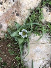 Colchicum palaestinum