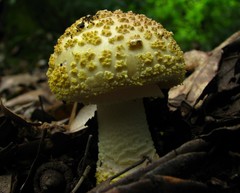 Amanita franchetii