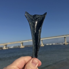 Sinistrofulgur sinistrum