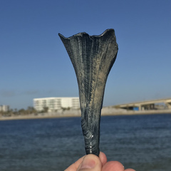 Sinistrofulgur sinistrum