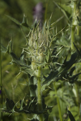 Cirsium pugnax