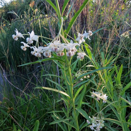 Gomphocarpus physocarpus image