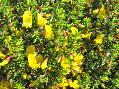 Wiborgiella mucronata