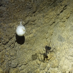 Hickmania troglodytes