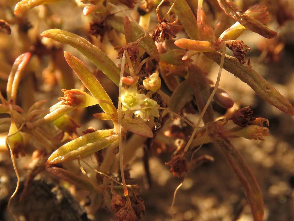 Sedum expansum (Dryand.) Kuntze 2