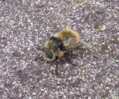 Cephenemyia stimulator