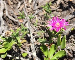 Delosperma neethlingiae