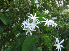 Jasminum elongatum