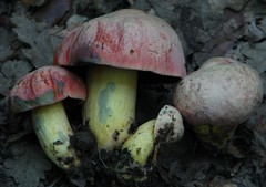 Rubroboletus lupinus