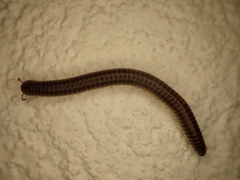 Pachyiulus asiaeminoris