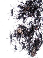 Eciton burchellii