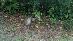 Gorsachius melanolophus