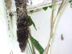 Eciton burchellii
