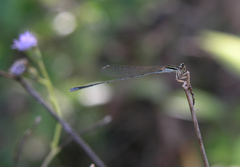 Aciagrion borneense