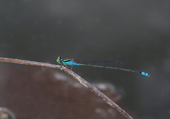 Pseudagrion williamsoni