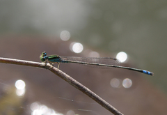 Pseudagrion williamsoni