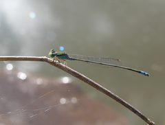 Pseudagrion williamsoni