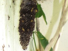 Eciton burchellii