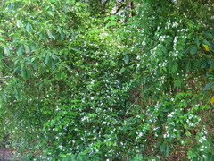 Jasminum elongatum