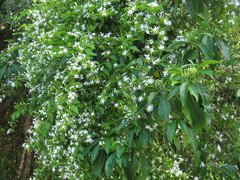 Jasminum elongatum