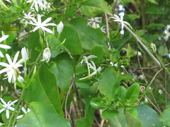 Jasminum elongatum
