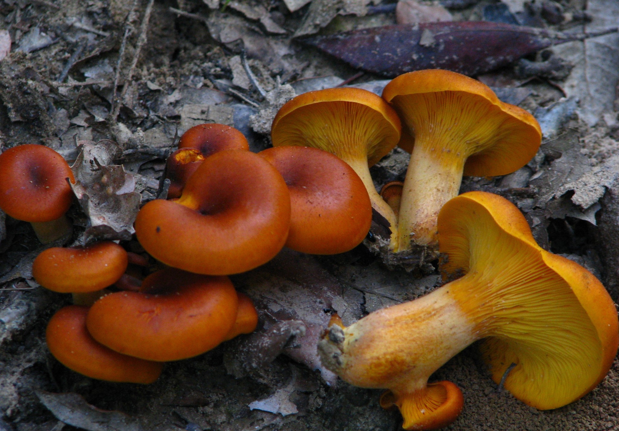 European Jack O Lantern Omphalotus Olearius Inaturalist United Kingdom