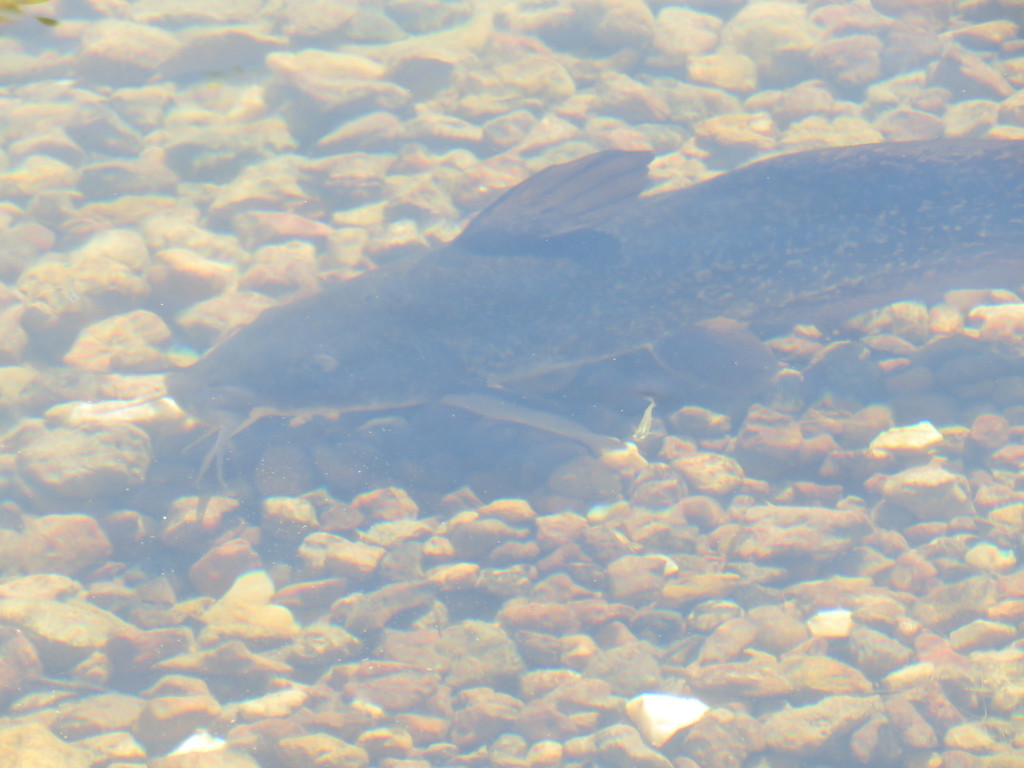 Freshwater Cobbler