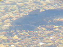 Freshwater Cobbler photo 1