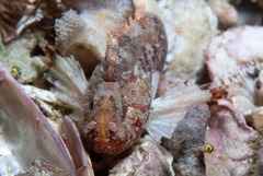 Coccotropsis gymnoderma